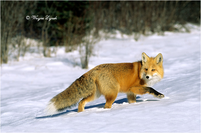 Red Fox 124 by Dr. Wayne Lynch &copy;